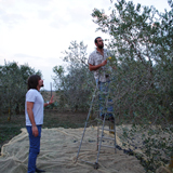 La raccolta delle olive