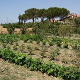 L'orto del Prato Verde